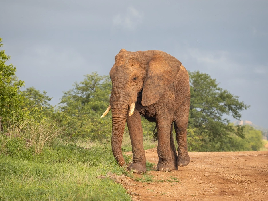 Luxury safari lodge accommodation at MILIMA Big 5 Safari Lodge